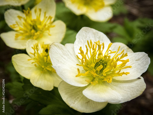 White mountain Marigolds in Colorado