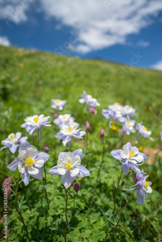 Cluster of Columbines on a sunny day in the Colorado mountains