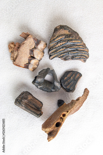 Prehistoric fossils of teeth and jaw bones of megafauna such as cave bear, woolly mammoth, rhino and steppe bison.