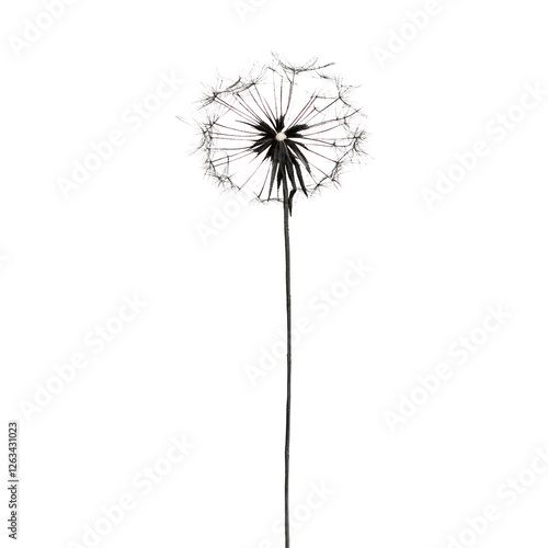 Wallpaper Mural dandelion on white background Torontodigital.ca