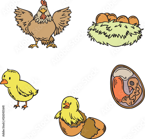Vector Illustration of Chicken Life Cycle - Isolated Educational Image Showing Development Stages