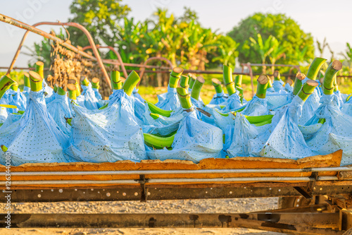 Front view of metal platform where the banana is transported to be taken to the packing plant. photo