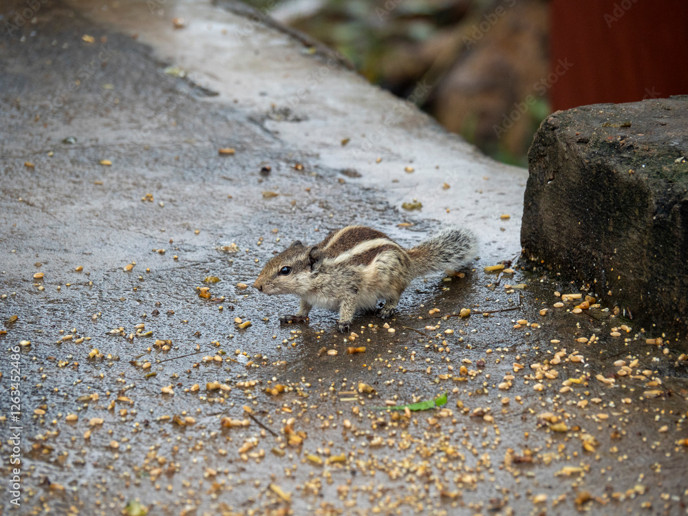 Obraz premium Viaje a la India