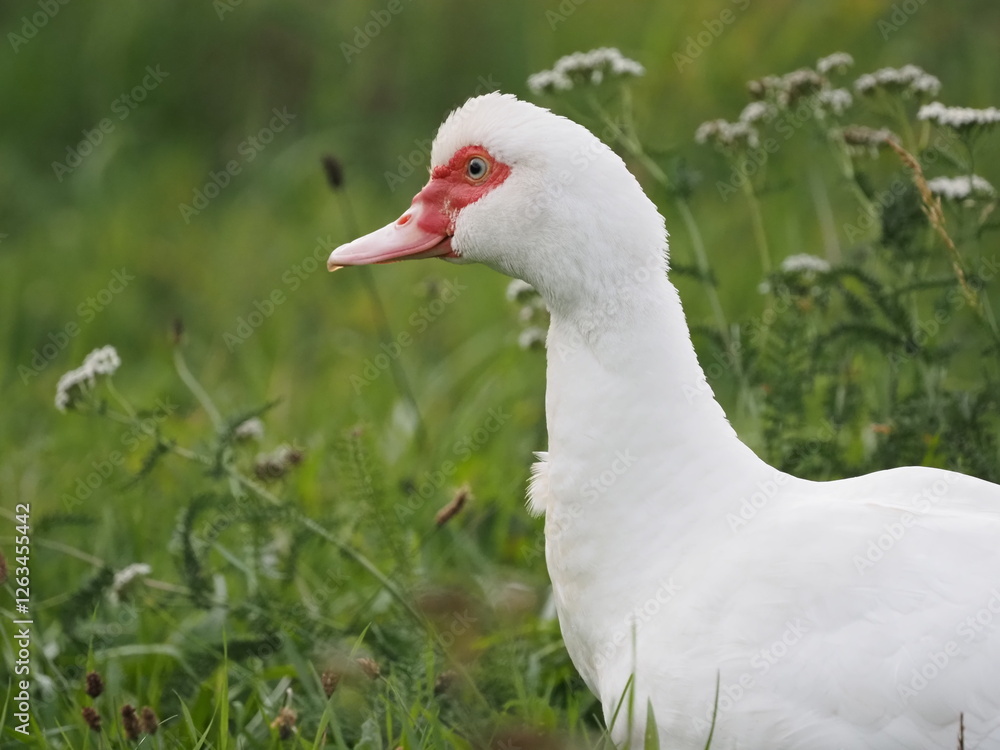 large Muscovy duck, highlighting its distinctive features and vibrant plumage in a natural outdoor setting large Muscovy duck, highlighting its distinctive features and vibrant plumage in a natural outdoor setting