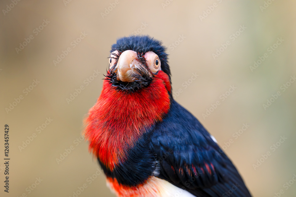 Obraz premium Portrait of a Bearded barbet. Lybius dubius, Bioparc, Doué la Fontaine, Doué en Anjou, Maine et Loire 49, Région Pays de la Loire, France, European Union, Europe