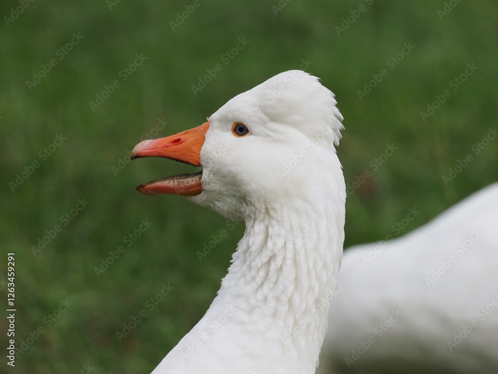 white domestic geese grazing peacefully on a meadow, showcasing their natural behavior in a serene rural landscape white domestic geese grazing peacefully on a meadow, showcasing their natural behavior in a serene rural landscape