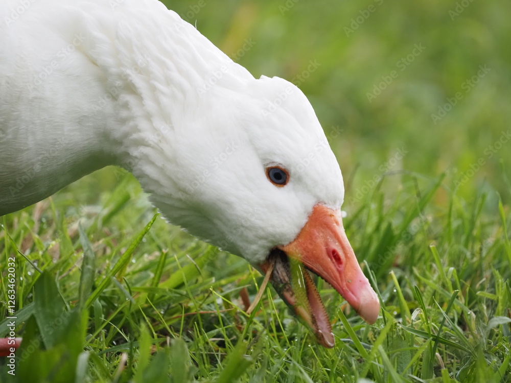 white domestic geese grazing peacefully on a meadow, showcasing their natural behavior in a serene rural landscape white domestic geese grazing peacefully on a meadow, showcasing their natural behavior in a serene rural landscape
