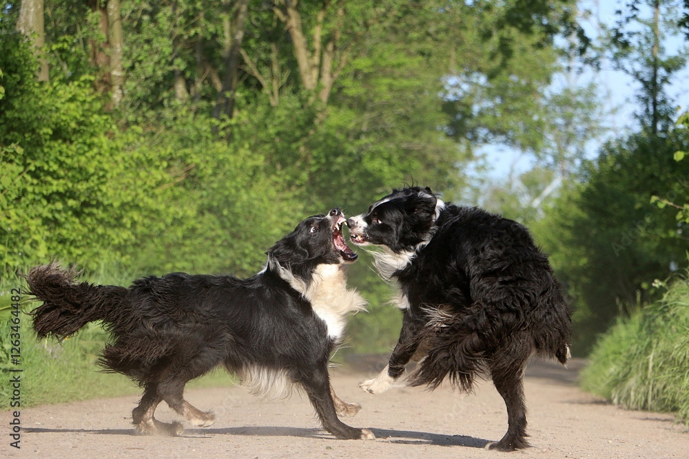 two funny black and white border collies fighting with lots of teeth showing on a sandy path two funny black and white border collies fighting with lots of teeth showing on a sandy path