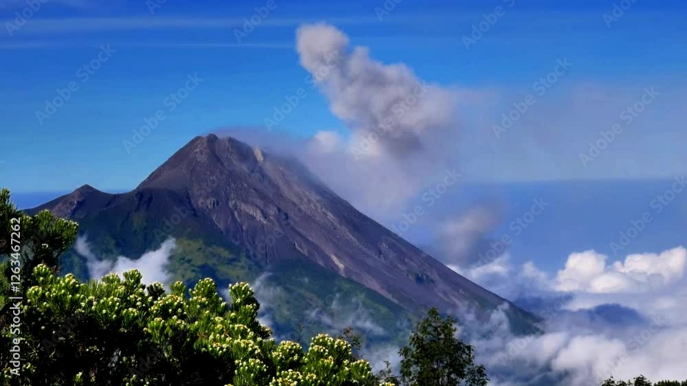 Mount Merapi is seen emitting volcanic smoke in the distance with Javanese edelweiss flowers in the foreground on a bright morning. Photo taken from Mount Merbabu Mount Merapi is seen emitting volcanic smoke in the distance with Javanese edelweiss flowers in the foreground on a bright morning. Photo taken from Mount Merbabu