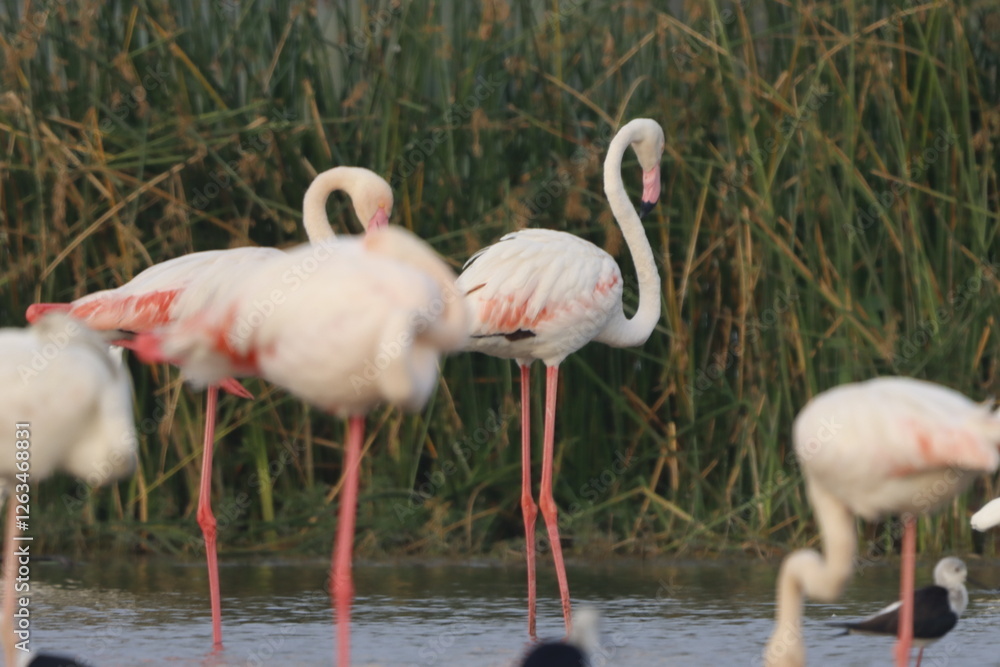 This breathtaking image captures a flamingo in its natural habitat at Bhigwan, Maharashtra, a renowned birdwatching destination. With its elegant long legs, curved neck, and striking pink feathers, th This breathtaking image captures a flamingo in its natural habitat at Bhigwan, Maharashtra, a renowned birdwatching destination. With its elegant long legs, curved neck, and striking pink feathers, th