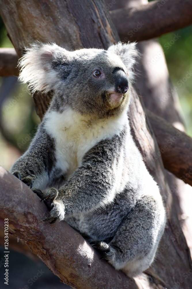 Obraz premium Wild Koala (Phascolarctos cinereus) at Cape Otway, along the famous Great Ocean Road in Victoria, Australia