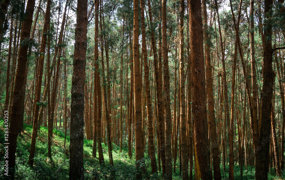 Coniferous Indian long leaf pine forest Pinus roxburghii
Coniferous Indian long leaf pine forest Pinus roxburghii