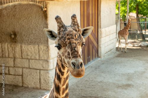 Photography giraffe in zoo