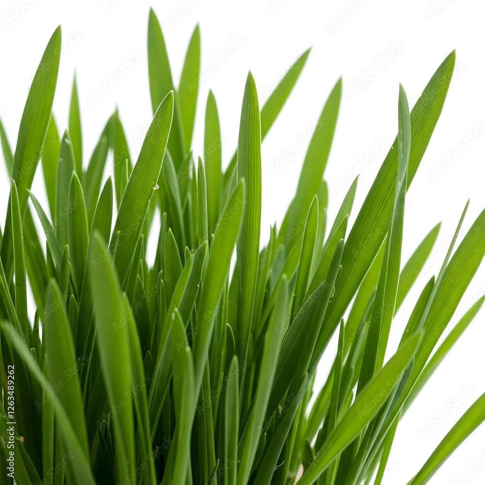 A close-up view of vibrant green grass blades with a white background, showcasing the intricate details and textures of the leaves. Generative AI A close-up view of vibrant green grass blades with a white background, showcasing the intricate details and textures of the leaves. Generative AI