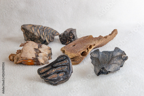 prehistoric fossils of teeth and jaw bones of megafauna such as cave bear,.woolly mammoth, rhino and steppe bison photo