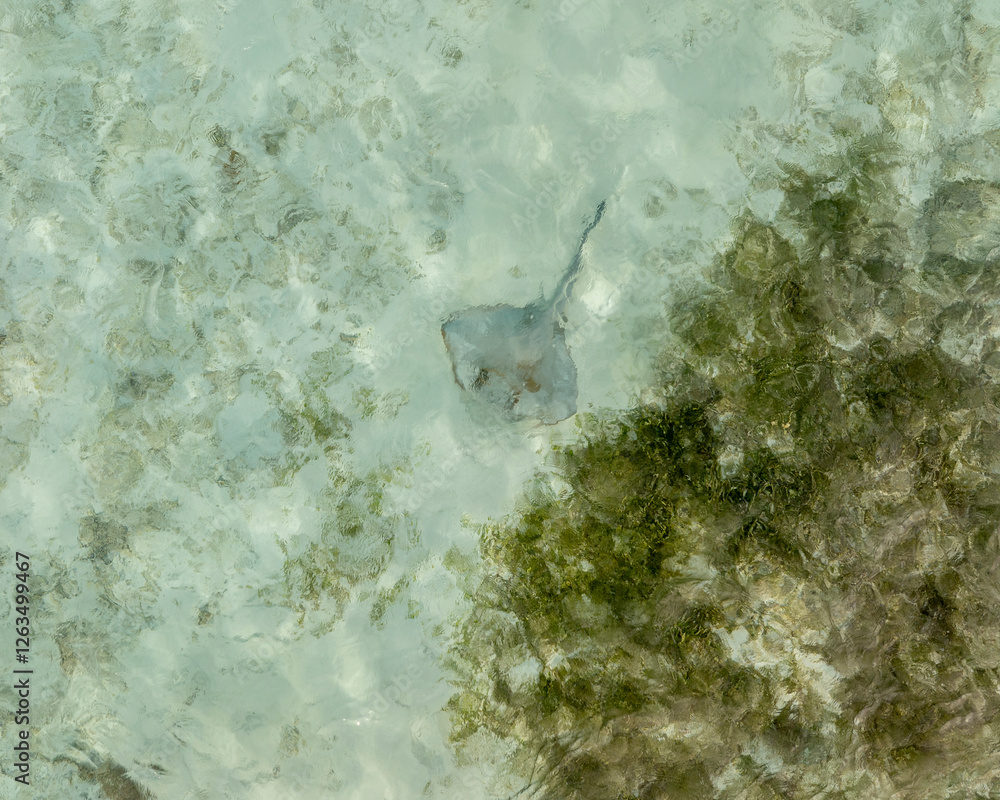 People watching the Stingrays from the dock. Stingrays are waiting the feed from the fishers.