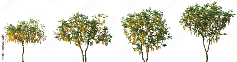 Set of Cassia fistula (also known as golden shower, purging cassia, pudding-pipe tree) frontal street trees isolated png on a transparent background perfectly cutout Set of Cassia fistula (also known as golden shower, purging cassia, pudding-pipe tree) frontal street trees isolated png on a transparent background perfectly cutout