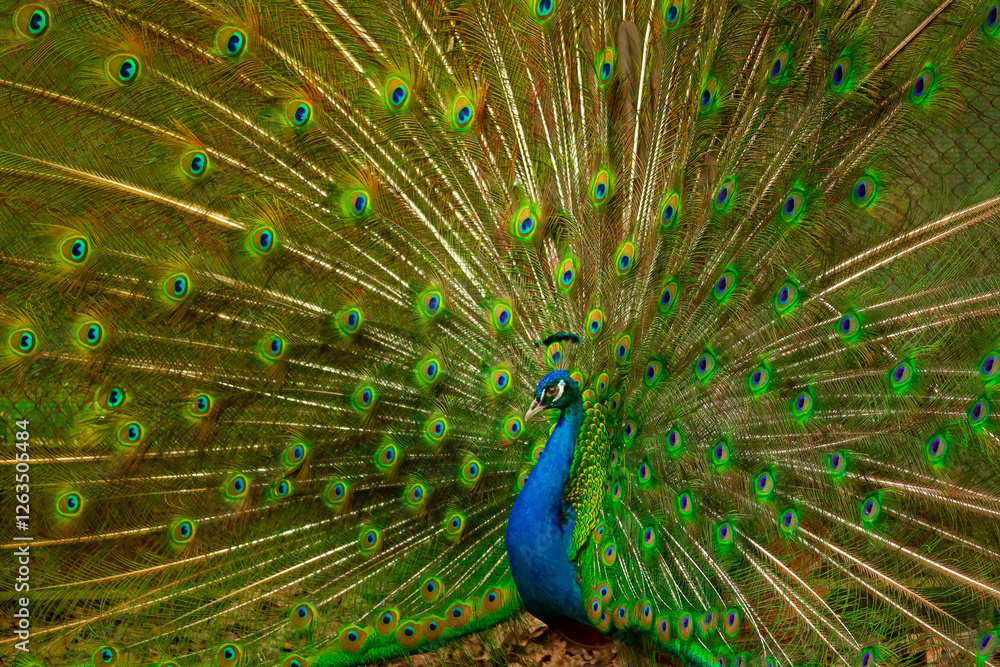 Naklejka premium Peacock showing its colors to female.