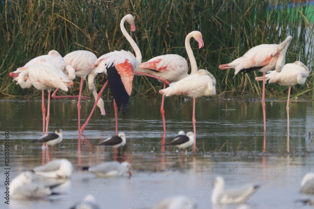 This breathtaking image captures a flamingo in its natural habitat at Bhigwan, Maharashtra, a renowned birdwatching destination. With its elegant long legs, curved neck, and striking pink feathers, th This breathtaking image captures a flamingo in its natural habitat at Bhigwan, Maharashtra, a renowned birdwatching destination. With its elegant long legs, curved neck, and striking pink feathers, th