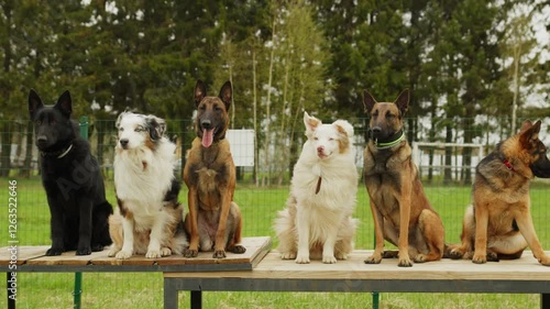 Many dogs sit in a row during professional training with a dog handler. Concept of proper pet care and handling. Background an outdoor dog training ground