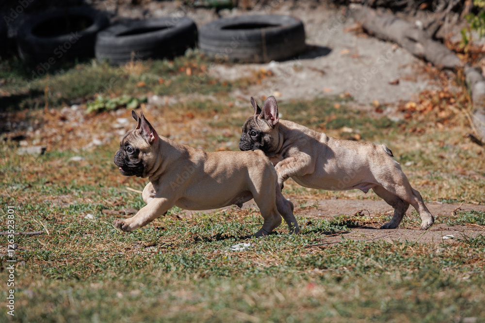 Two French bulldog puppies run after a ball Two French bulldog puppies run after a ball