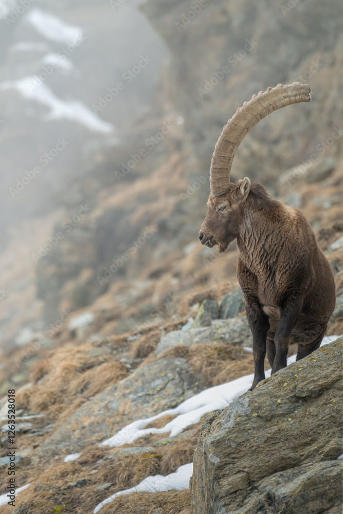 Male Alpine ibex also said wild mountain goat (Capra ibex) standing on rocks on a misty winter morning in the Italian Alps.