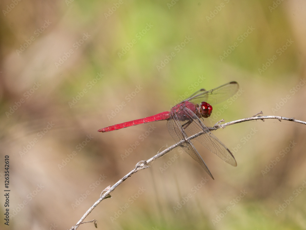 Red-tailed Skimmer dragonfly, Orthemis schmidti Red-tailed Skimmer dragonfly, Orthemis schmidti