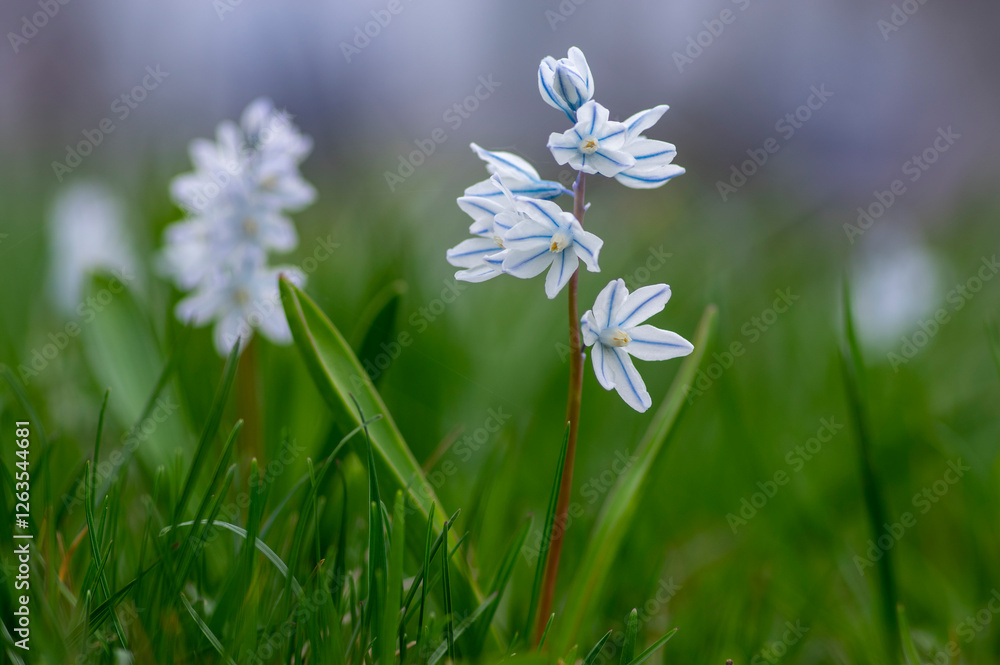 Puschkinia scilloides early spring bulbous flowers in bloom, small white and blue flowering plant, called striped lebanon squill