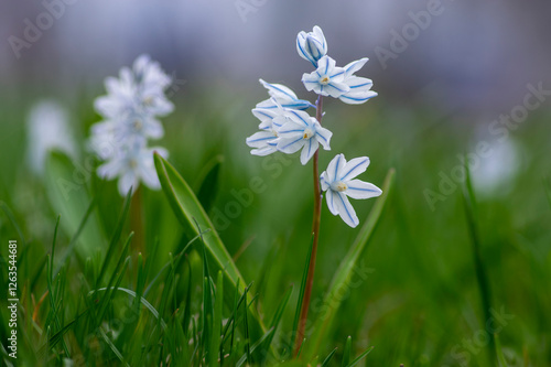Obraz na płótnie Puschkinia scilloides early spring bulbous flowers in bloom, small white and blue flowering plant, called striped lebanon squill w salonie