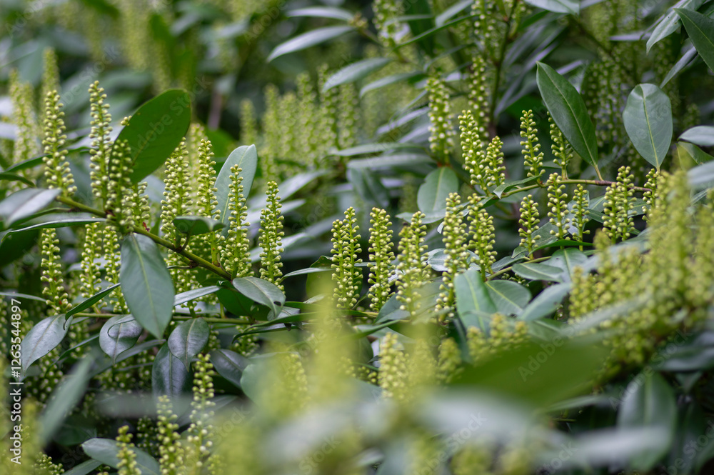 Prunus laurocerasus cherry laurel flowering plants, group of white flowers on bush branches in bloom, green foliage
