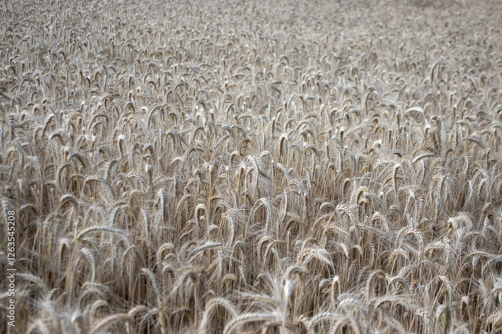 Hordeum vulgare barley tall stem and seeds in golden yellow color before harvesting on the field, ripening agricultural cereal