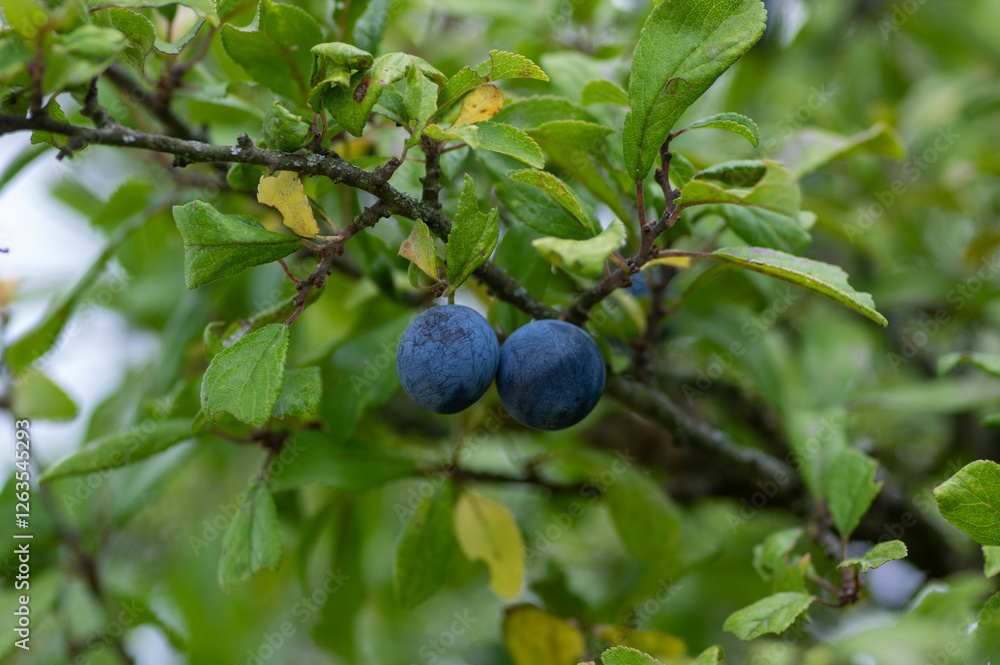 Prunus spinosa blackthorn sloe with blue ripening fruits on shrub branches with leaves