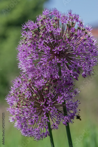 Obraz na płótnie Allium hollandicum persian onion dutch garlic purple sensation flowering plant, ornamental flowers in bloom w salonie