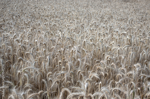 Hordeum vulgare barley tall stem and seeds in golden yellow color before harvesting on the field, ripening agricultural cereal