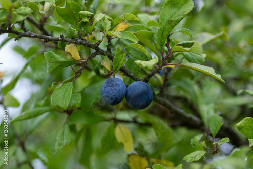 Prunus spinosa blackthorn sloe with blue ripening fruits on shrub branches with leaves