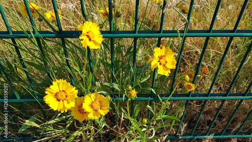 yellow flowers on a fence