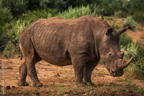 black rhino walking in the grass