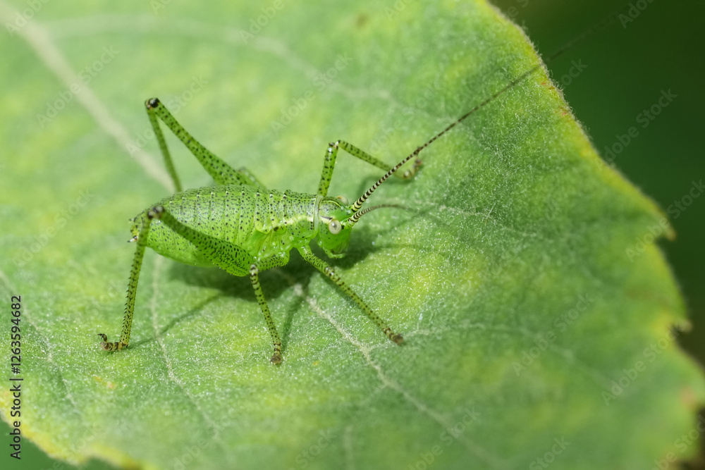 Closeup on a juvenile nymph speckled bush cricket, Leptophyes punctatissima Closeup on a juvenile nymph speckled bush cricket, Leptophyes punctatissima