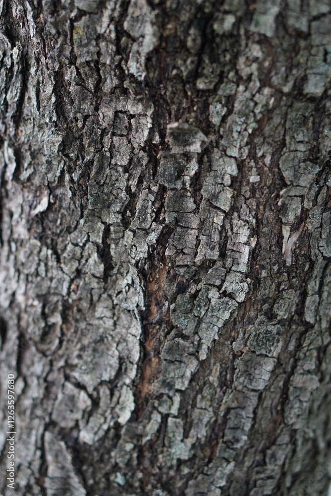 bark of a tree bark of a tree