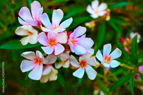 FLORES MULTICOLORES EN EL JARDÍN NATURALEZA POLINIZACIÓN photo