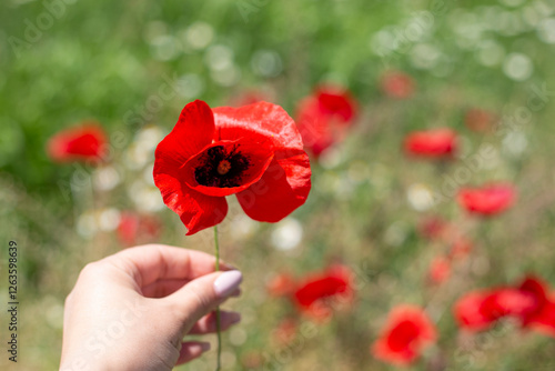 red tulip in woman hand nature background