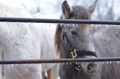 Grey pony behind an icy fence on a cold winter day