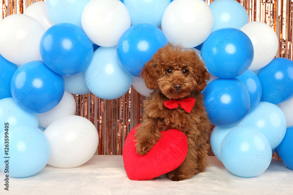 Adorable Red Toy Poodle with Heart Pillow in a Festive Setting