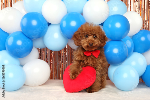 Obraz na płótnie Adorable Red Toy Poodle with Heart Pillow in a Festive Setting w salonie