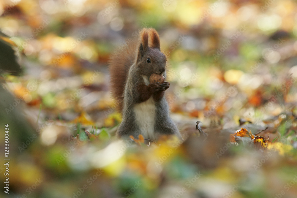 squirrel eating nut