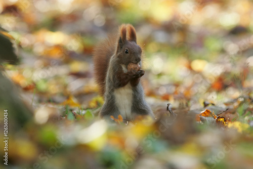 Obraz na płótnie squirrel eating nut w salonie