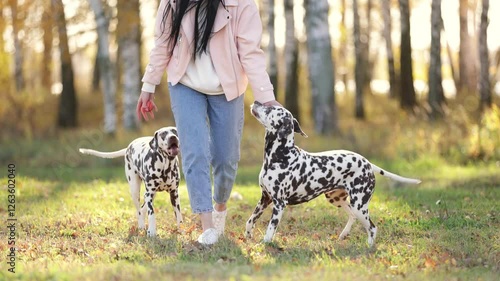 girl walking in the park and playing with two dalmatians. The owner and her dogs