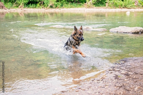 A German Shepherd splashes through a shallow river in nature