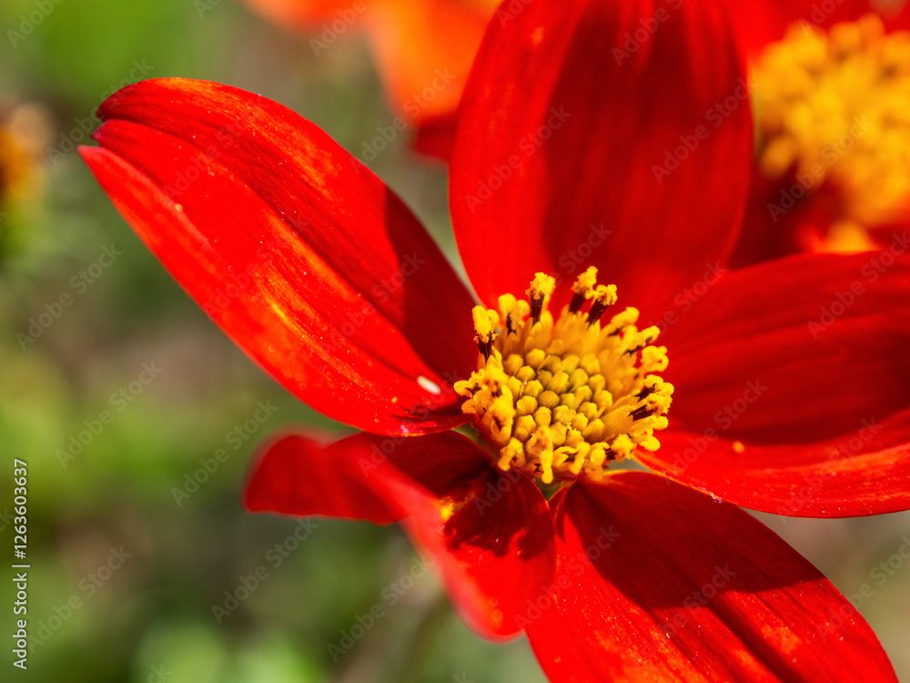Macro photography of bright colors filled with rich shades that emphasize their beauty and the unique texture of the petals. Macro photography of bright colors filled with rich shades that emphasize their beauty and the unique texture of the petals.