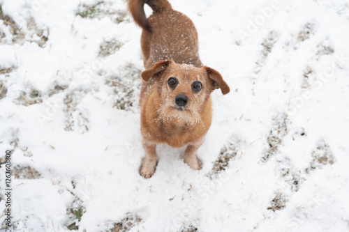 Small dachshund standing in the snow, gazing curiously upward